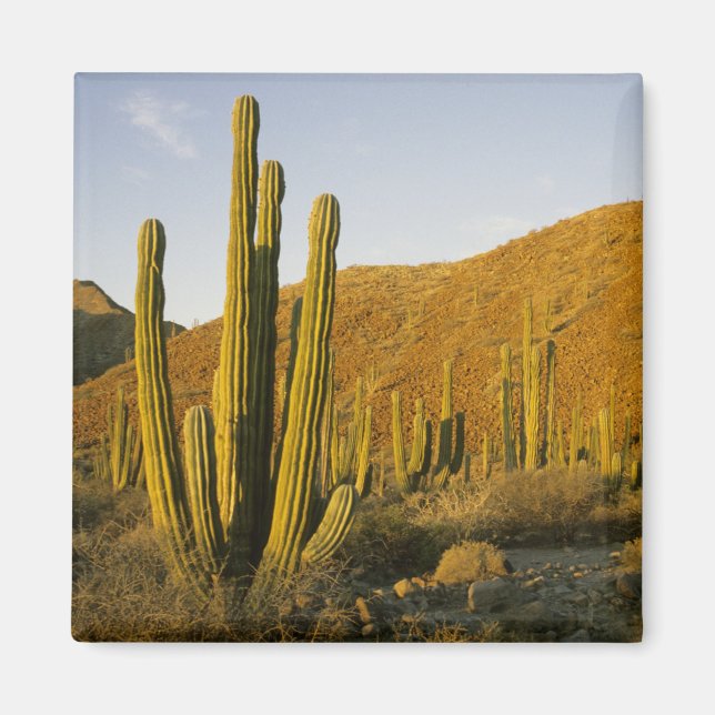 Mexiko, Baja, Santa Catalina Island, Havet Magnet (Framsidan)