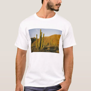 Mexiko, Baja, Santa Catalina-ön, havet Tee