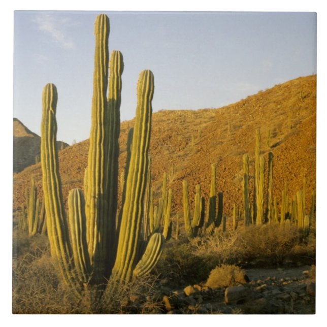 Mexiko, Baja, Santa Catalina, Sea of Kakelplatta (Framsidan)