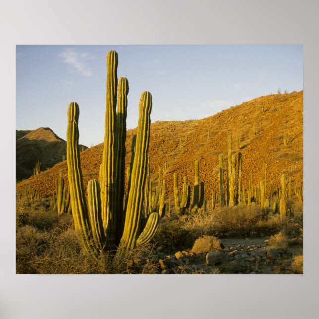 Mexiko, Baja, Santa Catalina, Sea of Poster (Framsidan)