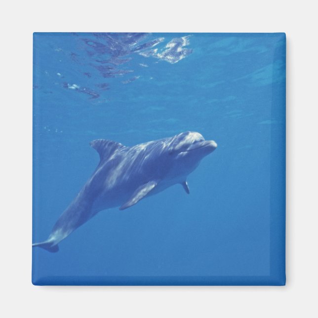 Mexiko, Cozumel. Flaskhaltig delfin Magnet (Framsidan)