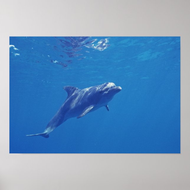 Mexiko, Cozumel. Flaskhaltig delfin Poster (Framsidan)