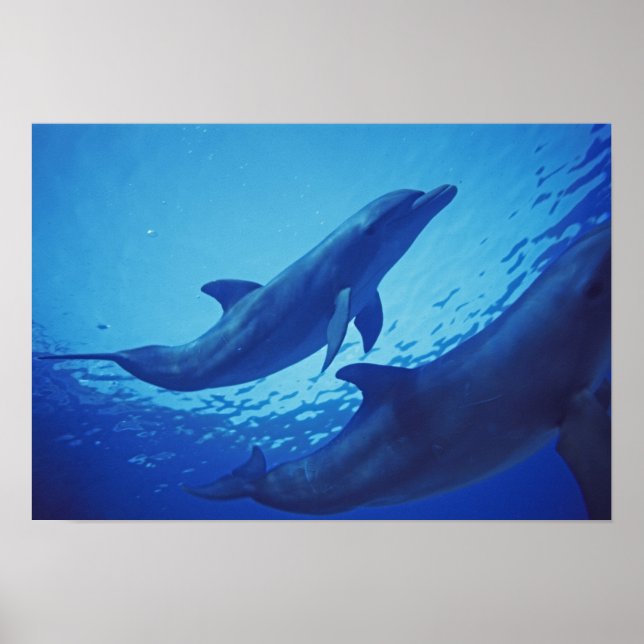 Mexiko, Cozumel. Flaskhaltig delfin, turkiopar Poster (Framsidan)