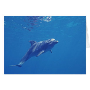 Mexiko, Cozumel. Flasknosdelfin Hälsningskort