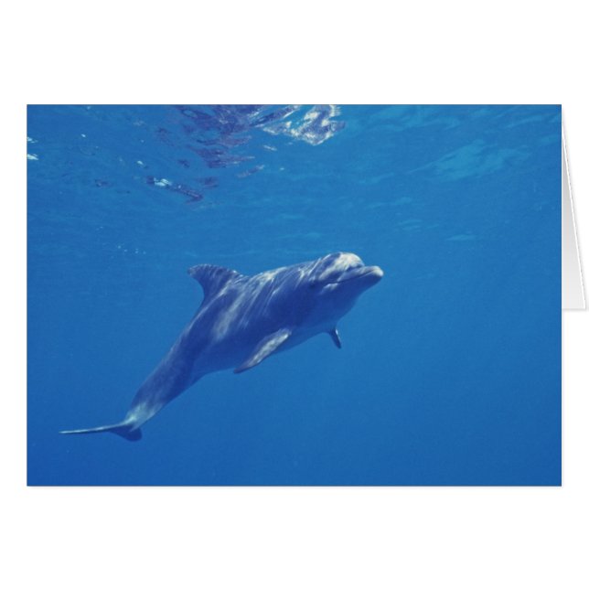 Mexiko, Cozumel. Flasknosdelfin Hälsningskort (Framsidan Horizontal)