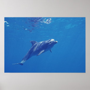 Mexiko, Cozumel. Flasknosdelfin Poster