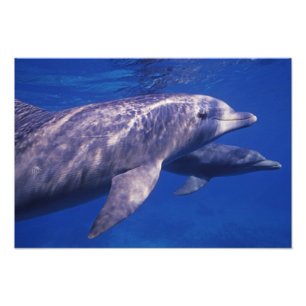 Mexiko, Cozumel. Flasknosdelfin, Tursiops 2 Fototryck