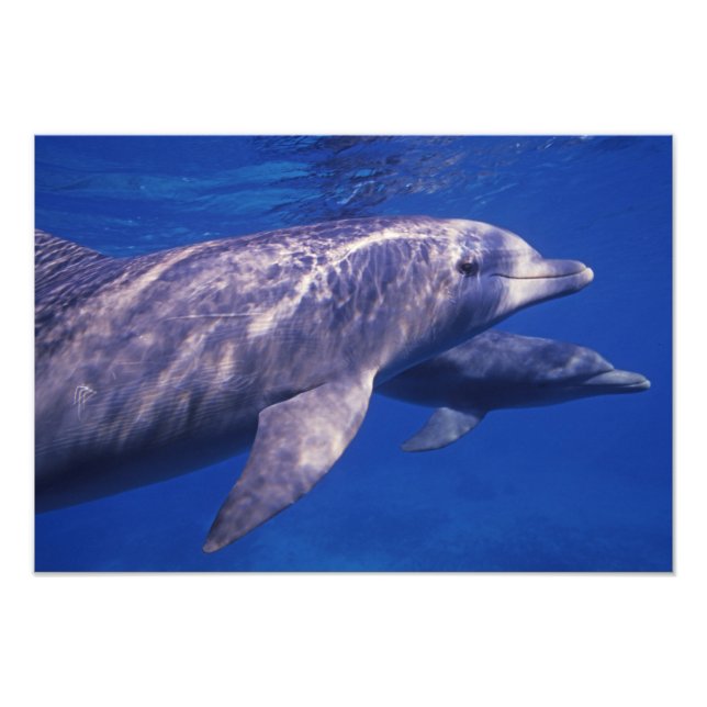 Mexiko, Cozumel. Flasknosdelfin, Tursiops 2 Fototryck (Framsidan)
