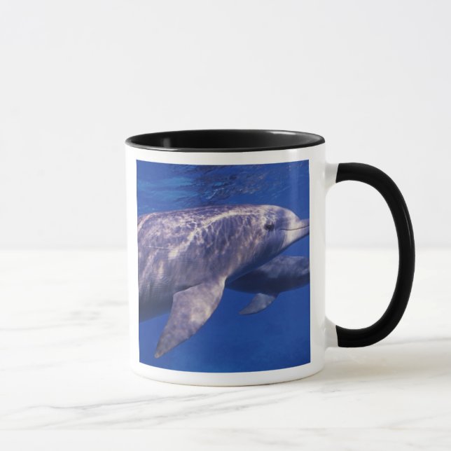 Mexiko, Cozumel. Flasknosdelfin, Tursiops 2 Mugg (Höger)