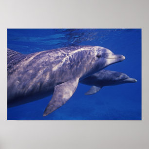 Mexiko, Cozumel. Flasknosdelfin, Tursiops 2 Poster