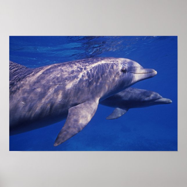 Mexiko, Cozumel. Flasknosdelfin, Tursiops 2 Poster (Framsidan)