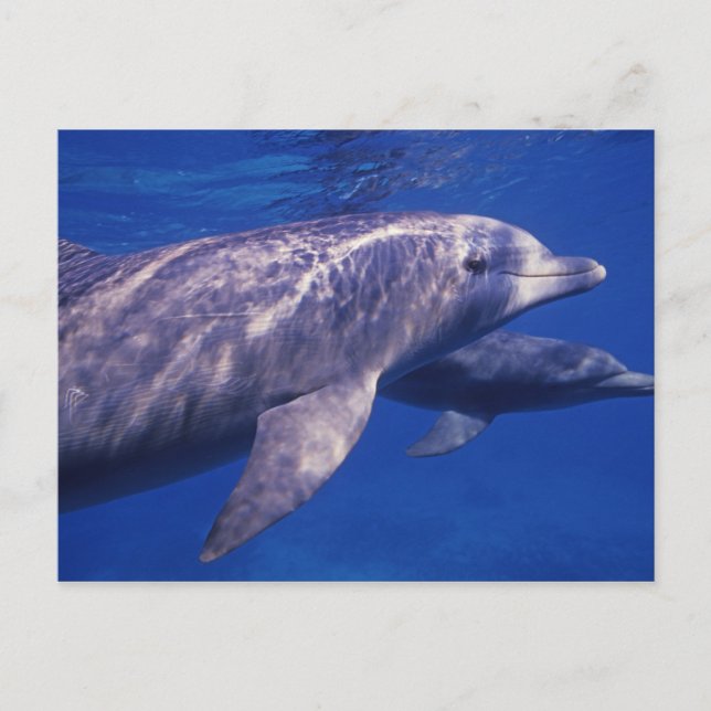 Mexiko, Cozumel. Flasknosdelfin, Tursiops 2 Vykort (Framsida)