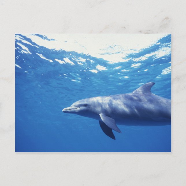 Mexiko, Cozumel. Flasknosdelfin, Tursiops 3 Vykort (Framsida)