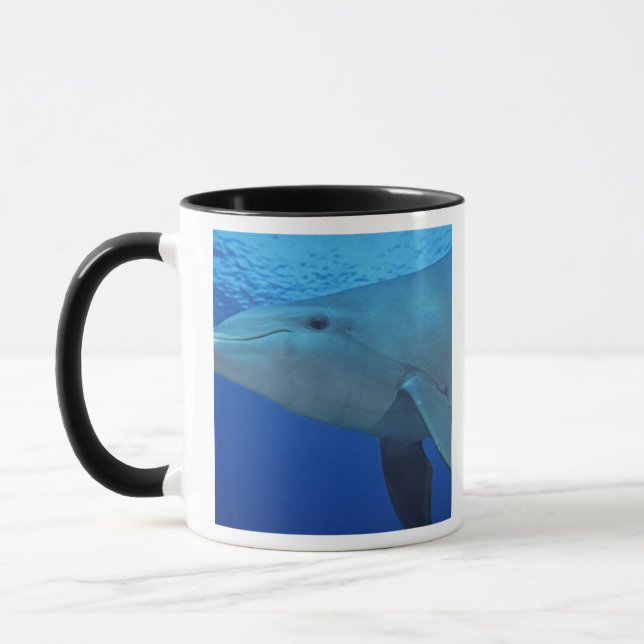 Mexiko, Cozumel. Flasknosdelfin, Tursiops 4 Mugg (Vänster)