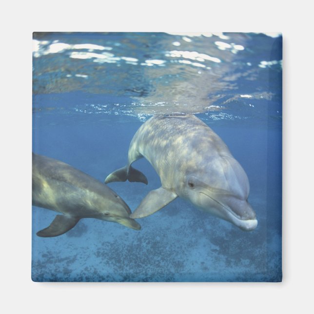 Mexiko, Cozumel. Flasknosdelfin, Tursiops 5 Magnet (Framsidan)