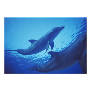 Mexiko, Cozumel. Flasknosdelfin, Tursiops Fototryck