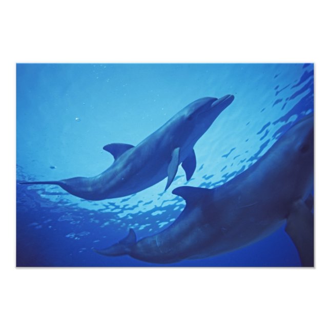 Mexiko, Cozumel. Flasknosdelfin, Tursiops Fototryck (Framsidan)