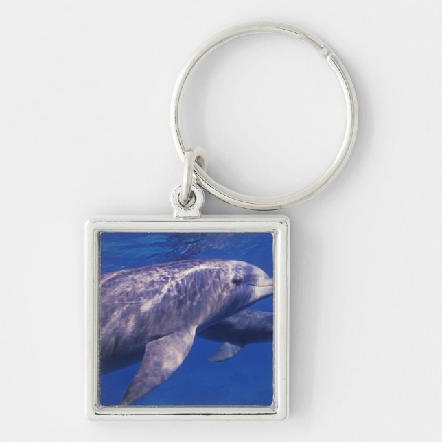Mexiko, Cozumel. Öresvinfling, Tursiops 2 Fyrkantig Silverfärgad Nyckelring (Framsidan)