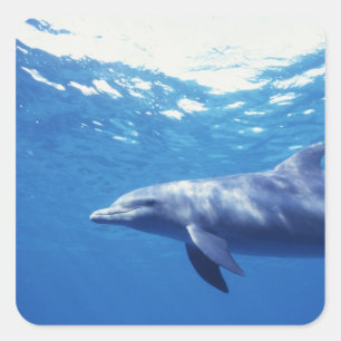 Mexiko, Cozumel. Öresvinshaj, Tursiops 3 Fyrkantigt Klistermärke
