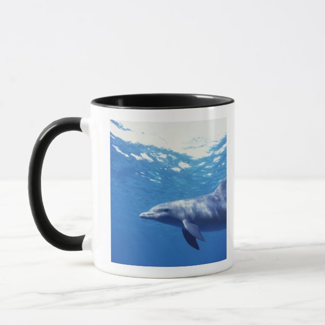 Mexiko, Cozumel. Öresvinshaj, Tursiops 3 Mugg (Vänster)
