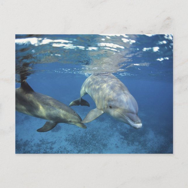 Mexiko, Cozumel. Öresvinshaj, Tursiops 5 Vykort (Framsida)