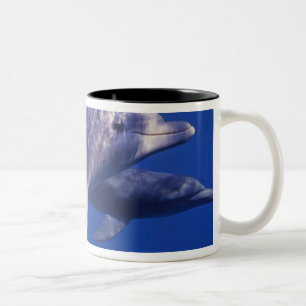 Mexiko, Cozumel. Öresvinshajen, Tursiops 2 Två-Tonad Mugg