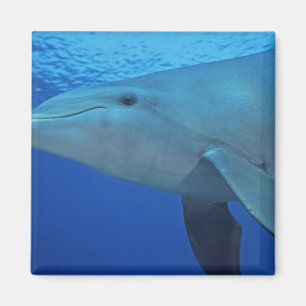 Mexiko, Cozumel. Öresvinshajen, Tursiops 4 Magnet