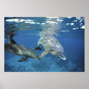 Mexiko, Cozumel. Öresvinshajen, Tursiops 5 Poster