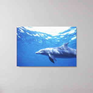 Mexiko, Cozumel. Öresvinshuvud, Tursiops 3 Canvastryck