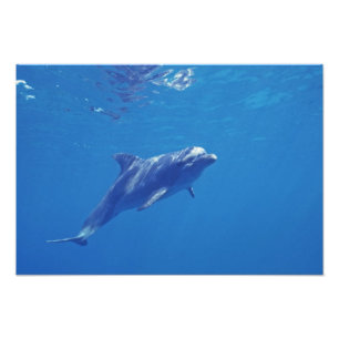 Mexiko, Cozumel. Öresvinshuvuddelfin Fototryck