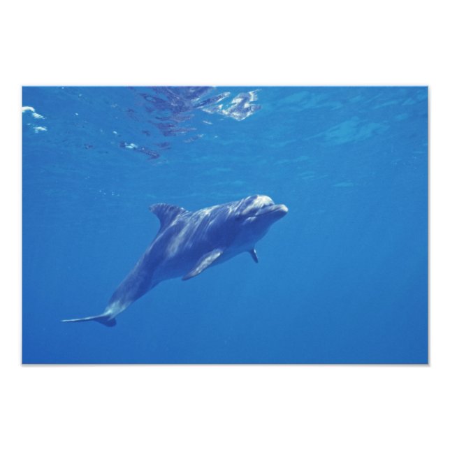 Mexiko, Cozumel. Öresvinshuvuddelfin Fototryck (Framsidan)