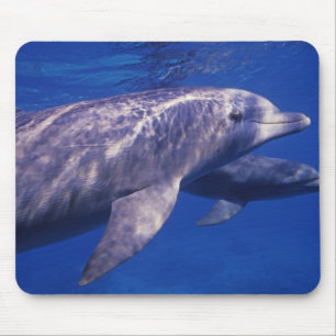 Mexiko, Cozumel. Öresvinshuvuddelfin, Tursiops 2 Musmatta