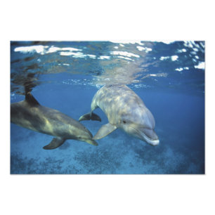 Mexiko, Cozumel. Öresvinshuvudfisk, Tursiops Fototryck