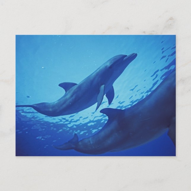 Mexiko, Cozumel. Öresvinshuvudfisk, Tursiops Vykort (Framsida)