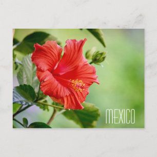 Mexiko hibiskus blomma vykort