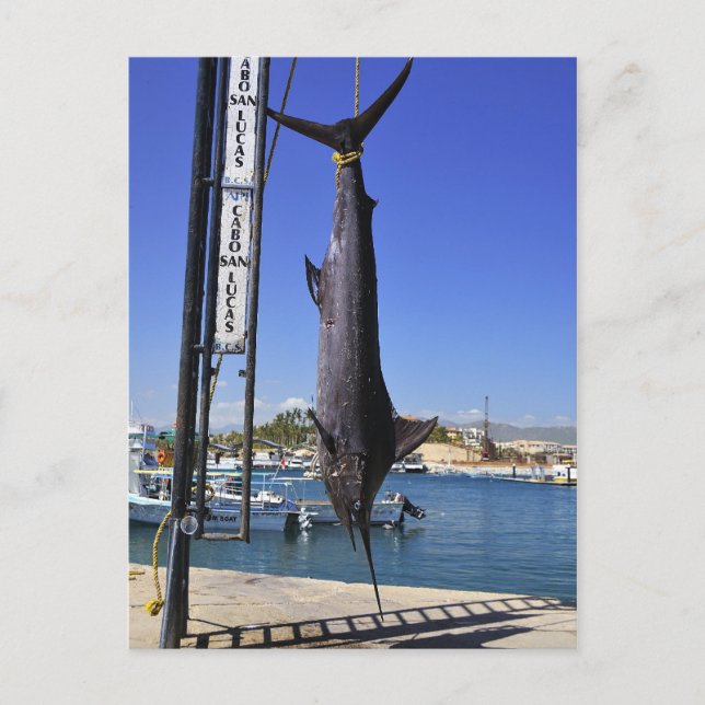 Mexiko Marlin Vykort (Framsida)