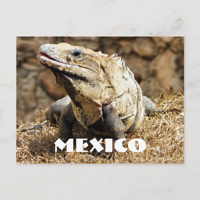 Mexiko Reptile Vild Iguana Vykort (Framsida)