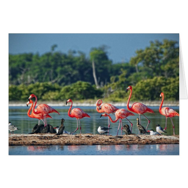 Mexiko Rio Lagartos Hälsningskort (Framsidan Horizontal)