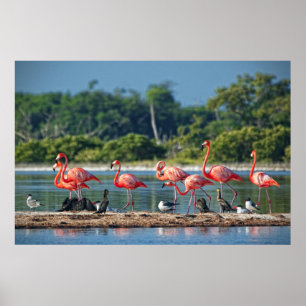 Mexiko Rio Lagartos Poster