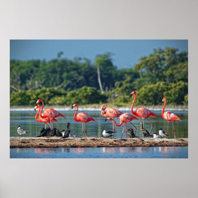 Mexiko Rio Lagartos Poster (Framsidan)