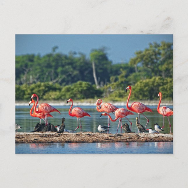 Mexiko Rio Lagartos Vykort (Framsida)