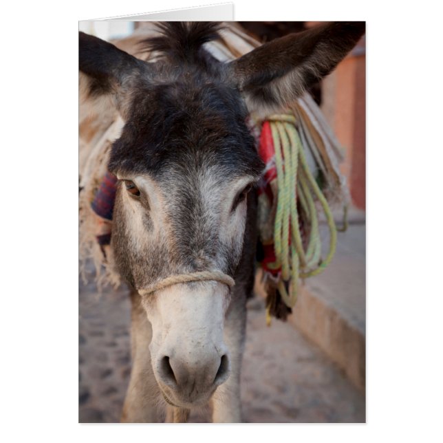 Mexiko, San Miguel De Allende 2 Hälsningskort (Framsidan)
