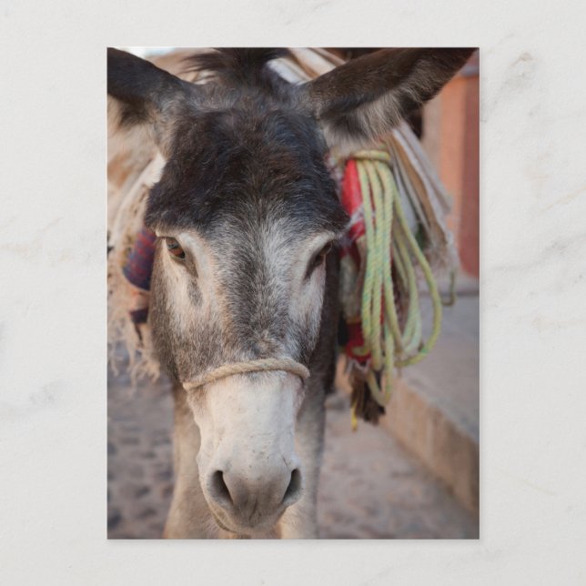 Mexiko, San Miguel De Allende 2 Vykort (Framsida)