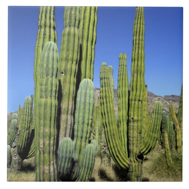 Mexiko, Sonora, San Carlos. Saguaro och organdonat Kakelplatta (Framsidan)