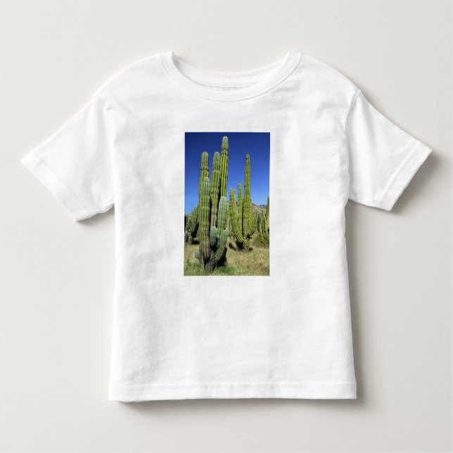 Mexiko, Sonora, San Carlos. Saguaro och organdonat Tröja (Framsida)