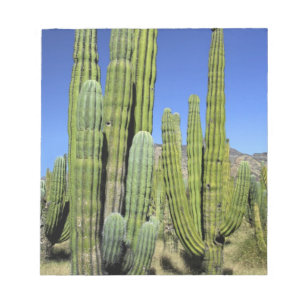 Mexiko, Sonora, San Carlos. Saguaro & Organ Pipe Anteckningsblock