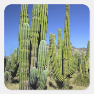 Mexiko, Sonora, San Carlos. Saguaro & Organ Pipe Fyrkantigt Klistermärke