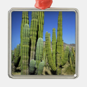 Mexiko, Sonora, San Carlos. Saguaro & Organ Pipe Julgransprydnad Metall