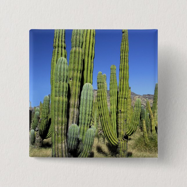 Mexiko, Sonora, San Carlos. Saguaro & Organ Pipe Knapp (Framsida)