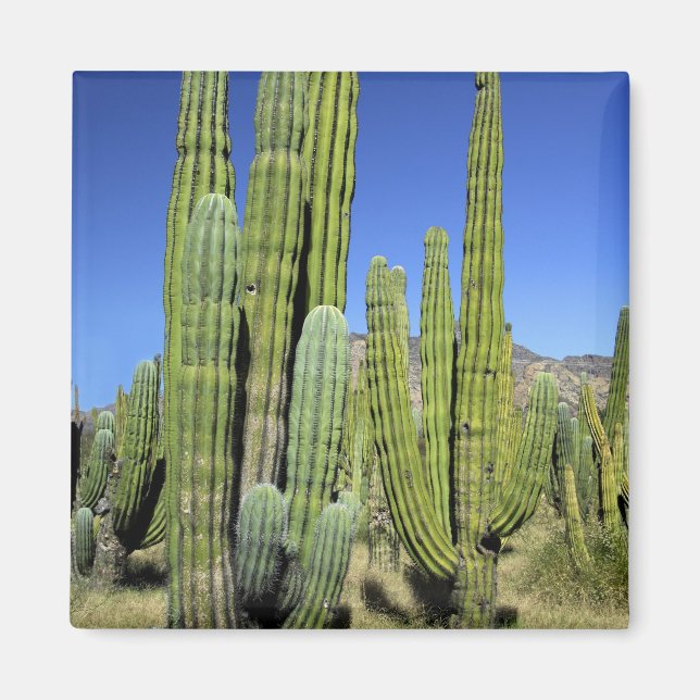Mexiko, Sonora, San Carlos. Saguaro & Organ Pipe Magnet (Framsidan)